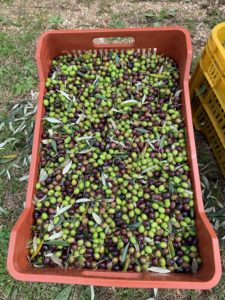 Read more about the article Harvesting Olives in Treggio