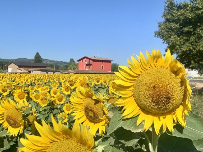 Sunflowers in Umbria